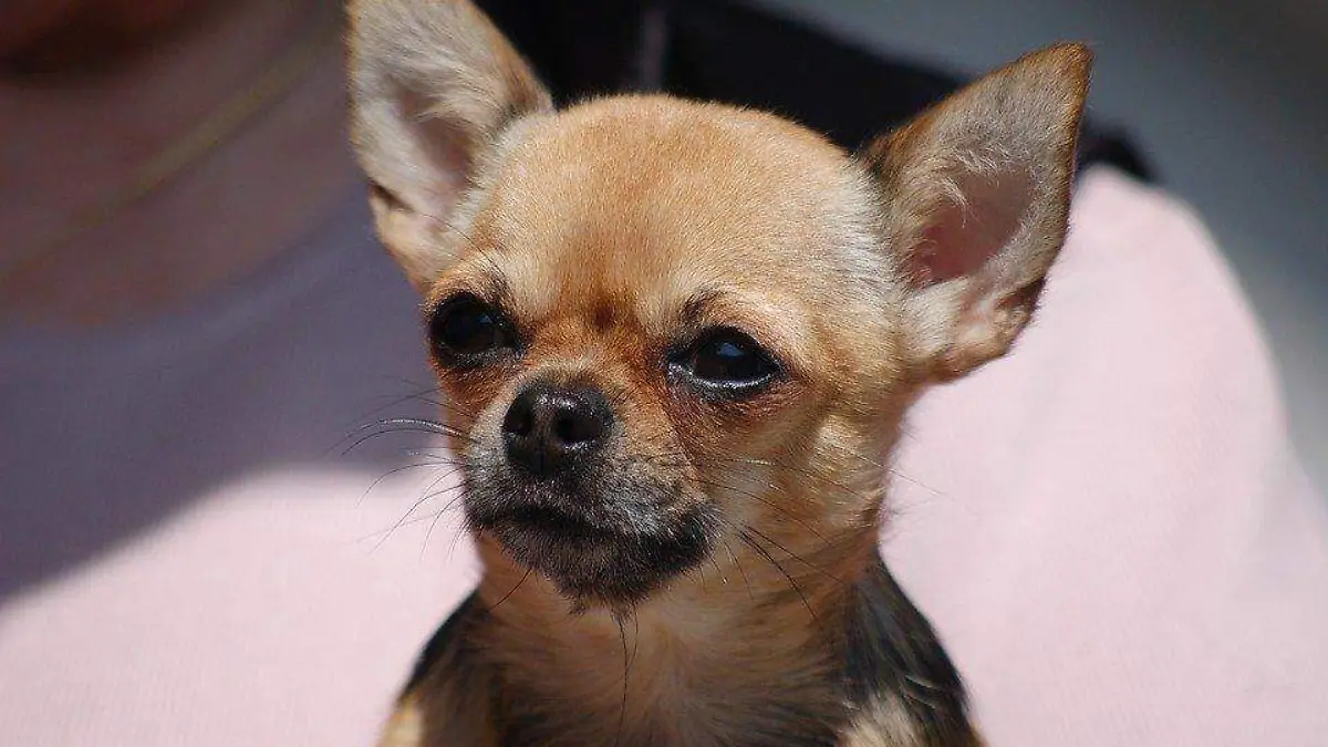 Chihuahueño pixabay